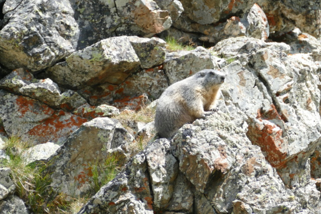 Les Marmottes du Col d'AGNEL le 07.08.2018 P1010013