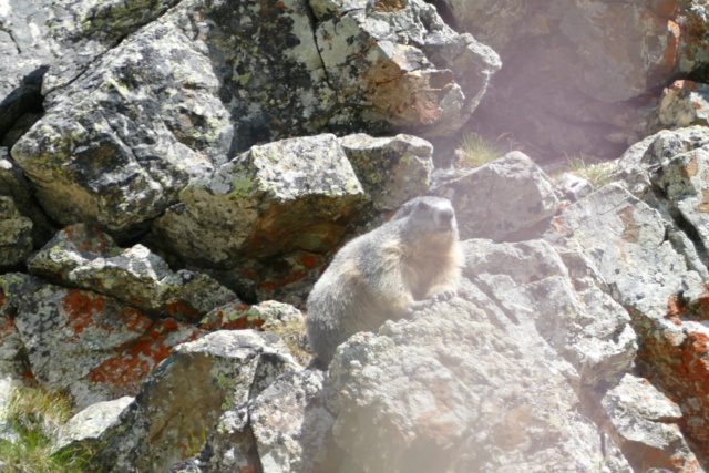 Les Marmottes du Col d'AGNEL le 07.08.2018 P1010014