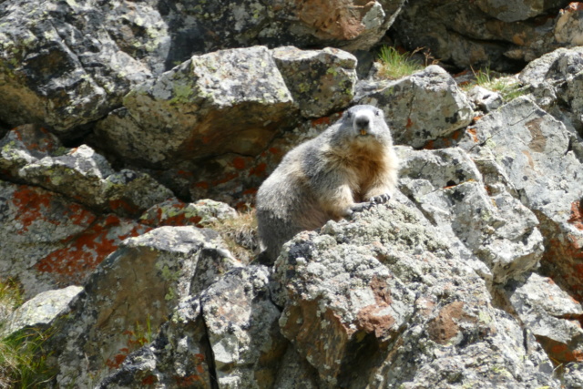 Les Marmottes du Col d'AGNEL le 07.08.2018 P1010015