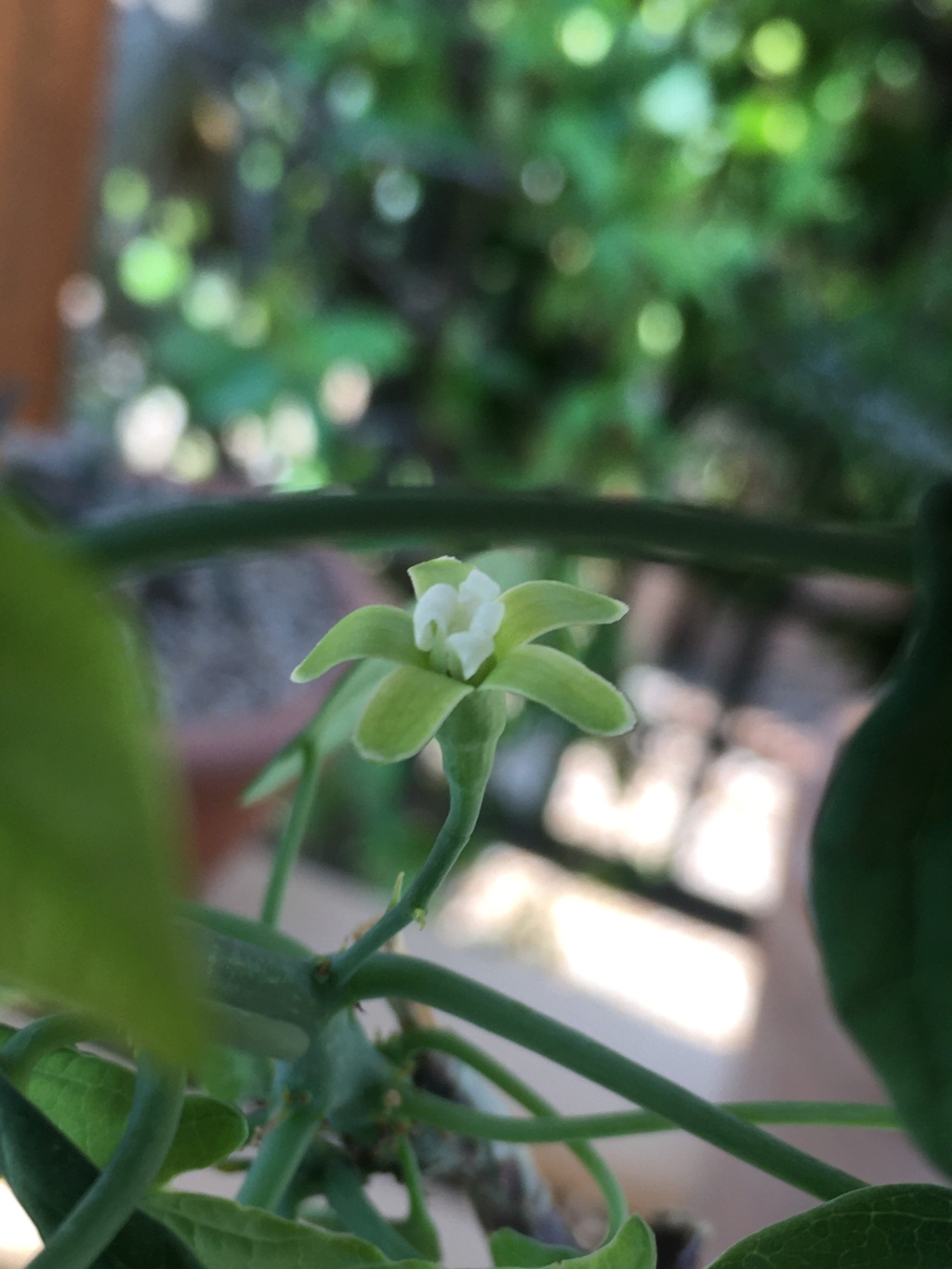 ADENIA MONADELPHA Img_0335