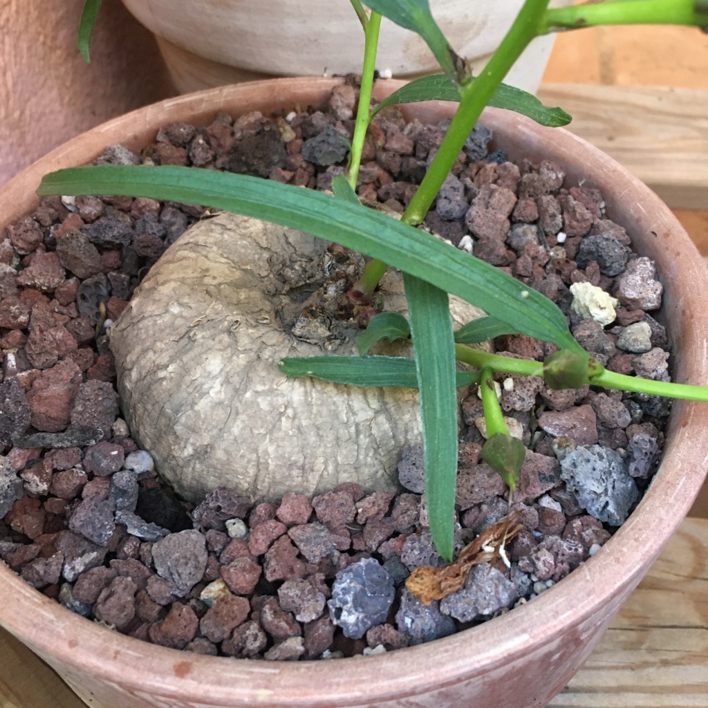 Ipomoea welwitschii Img_0411