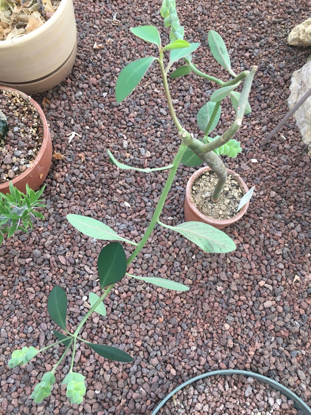 Euphorbia lupulina.  Img_1126