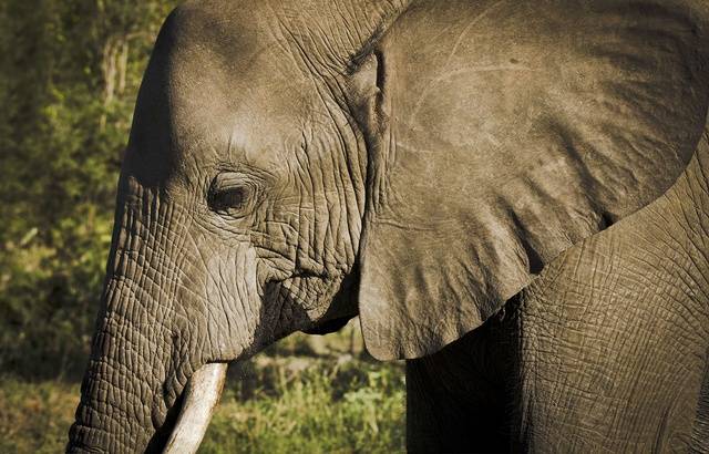 Congo : Un braconnier condamné à trente ans de prison pour avoir tué des éléphants 640x4110