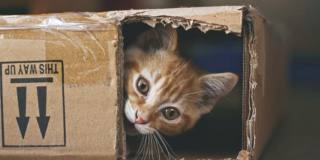 Pourquoi les chats aiment-ils tant se mettre dans des cartons ? Chat-c10