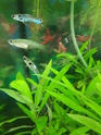 Guppy Endlers: ils meurent tous 20190212