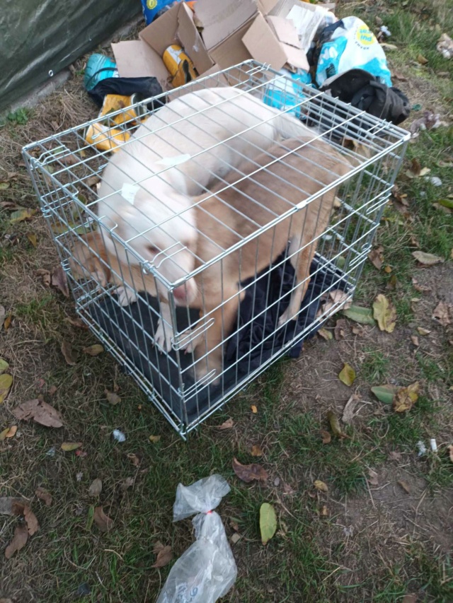 reeses - REESES - mâle né le  01.03.2023 en FA dans le 91 - fratrie de 9 chiots trouvés dans un sac en plastique -SC-R-30MA 37005810