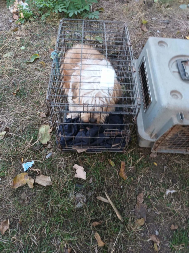 REESES - mâle né le  01.03.2023 en FA dans le 91 - fratrie de 9 chiots trouvés dans un sac en plastique -SC-R-30MA 39631210