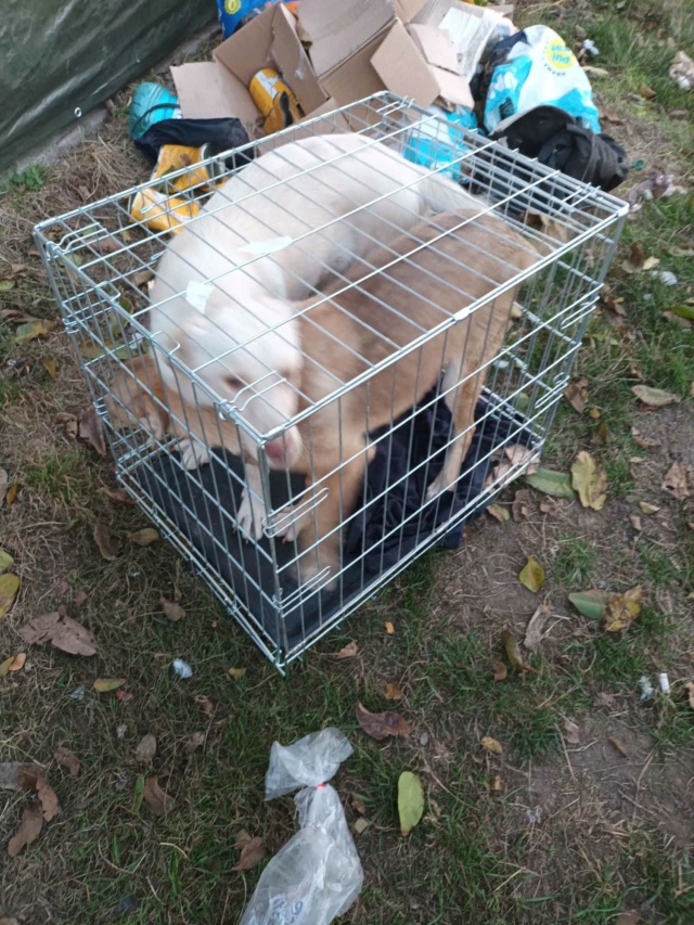 PEANUT né  le  01.03.2023 en FA dans le 56 - fratrie de 9 chiots trouvés dans un sac en plastique- parrainé par Edni94-SC-R-30MA 39845710