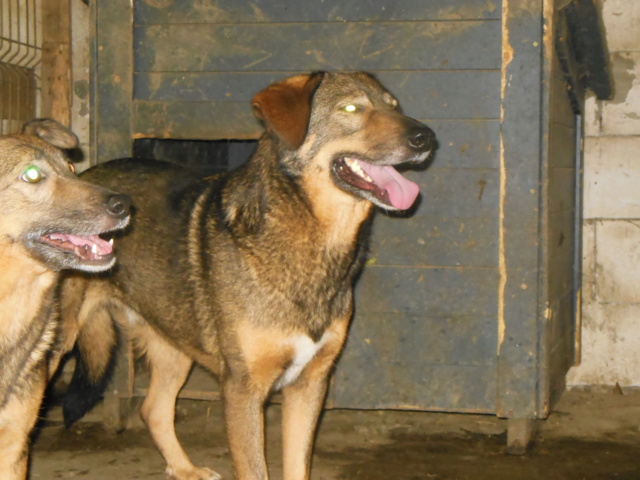 OUZO MALE NE LE 20/09/2017  RACE COMMUNE  frère de Taliya et Nami, trouvé dans la rue en mai 2018 - Parrainé par Viviane -R- - Page 3 Dscn3315