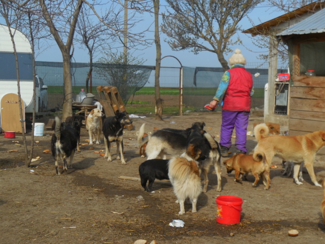 Les chiens du refuge sont-ils OK  chats ? Dscn5011