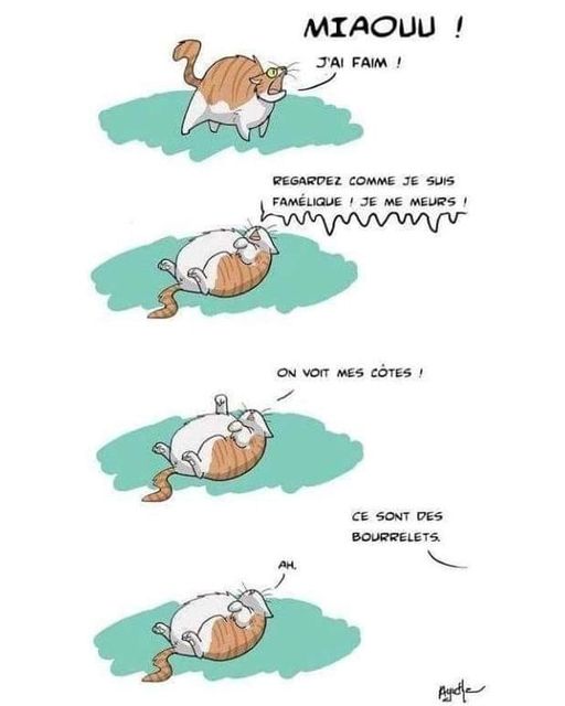 humour en images II - Page 9 Chat_a10