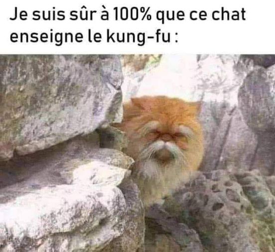 humour en images II - Page 13 Chat_k10