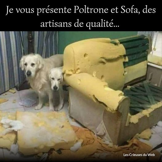 humour en images II - Page 12 Chien_14