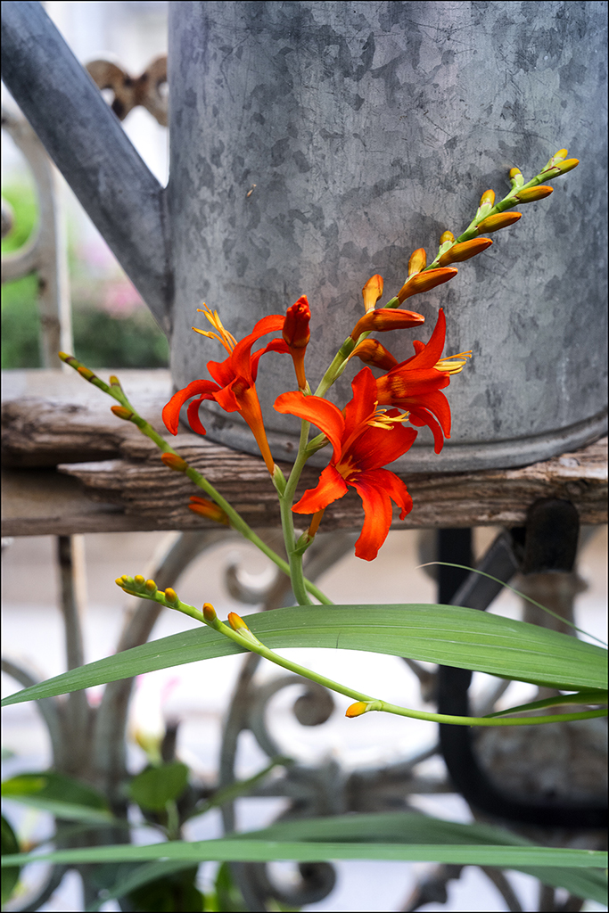 "fleurs actuelles sur ma terrasse" Dsc04814