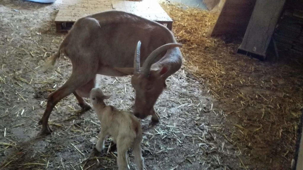 Ne laissez pas les chevreaux males avec leurs mères... Receiv15