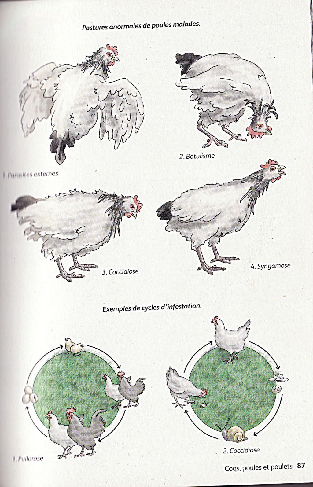 poule orpington malade - Poule orpington malade - Page 4 Img35