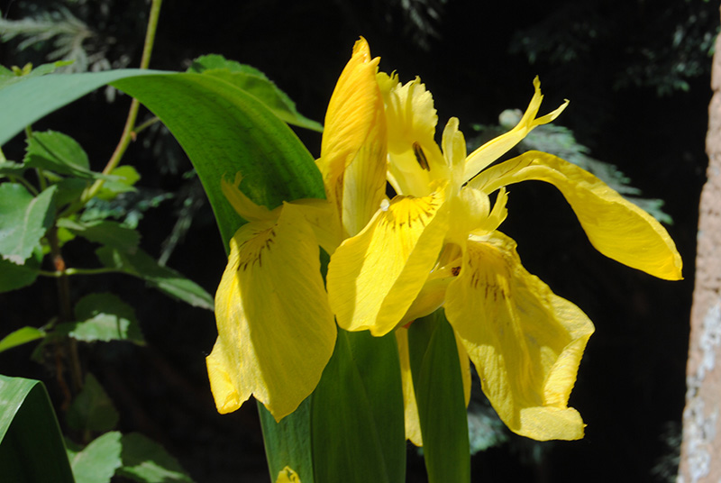 Iris pseudacorus - iris des marais  Irisps11