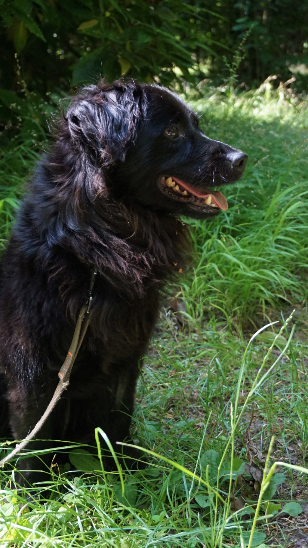 DANA, croisée, 2 ans, F Dsc07120