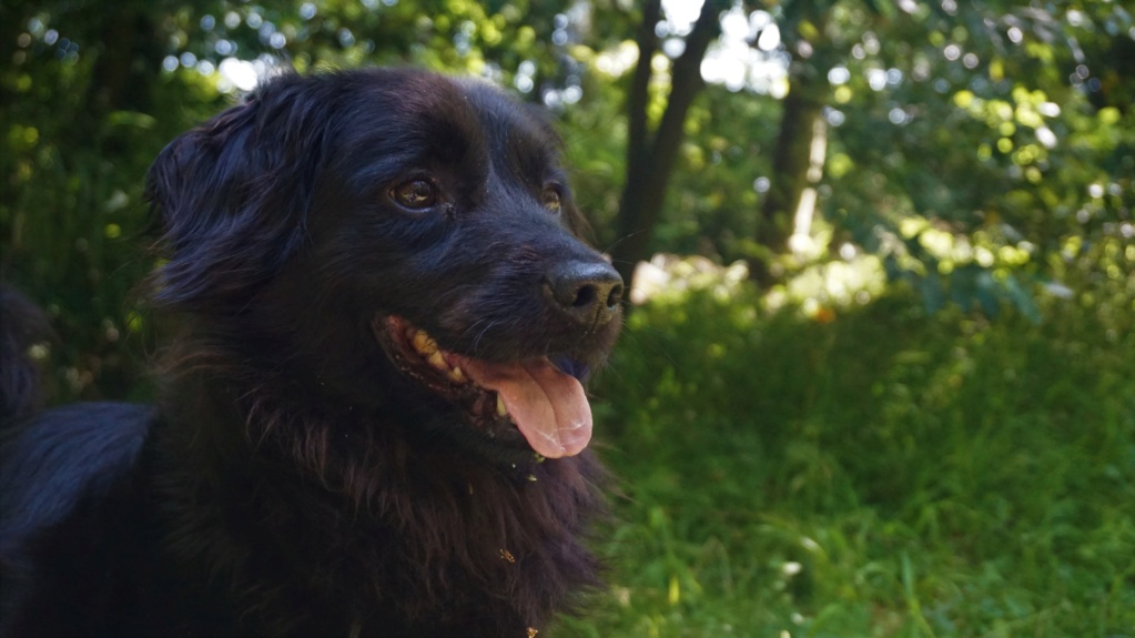 DANA (ex Baya) épagneul ratier noire femelle 2 ans  de Béthune - Asso La Patte de l'Espoir (61) Dsc07121