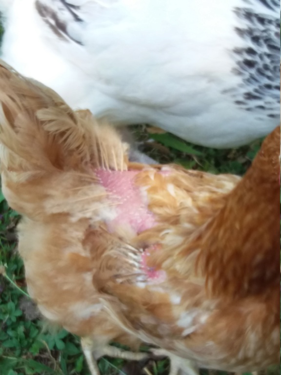 Pourquoi Mes Poules Perdent Leurs Plumes Au Croupion Pourquoi Mes Poules Perdent Leurs Plumes - Communauté MCMS