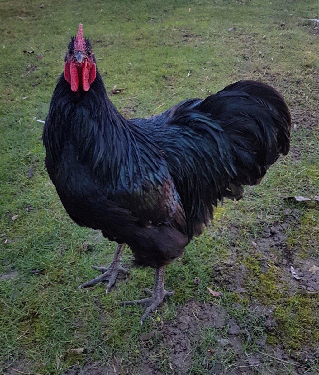 Votre avis pour sexage australorp 20190211