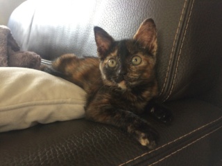 OSIA, femelle tricolore, type chat de maison, née le 1/08/2018 Img_1413