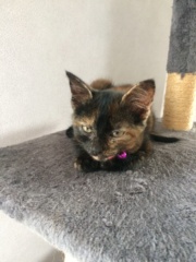 OSIA, femelle tricolore, type chat de maison, née le 1/08/2018 Img_1415