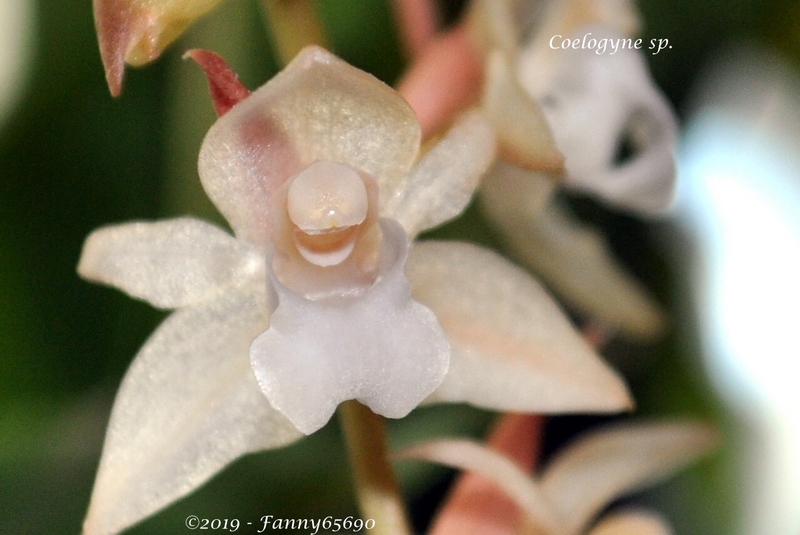 Coelogyne ?? Csc_0011