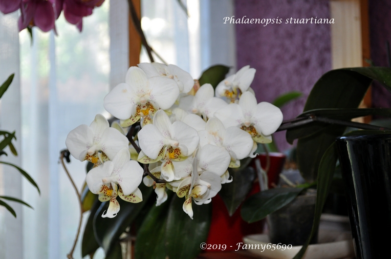 Phalaenopsis stuartiana Dsc_0061