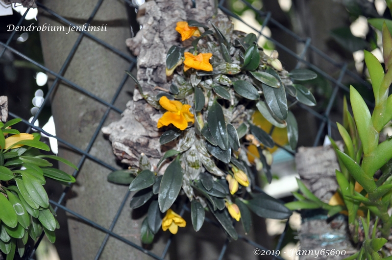 Dendrobium jenkinsii Dsc_0070