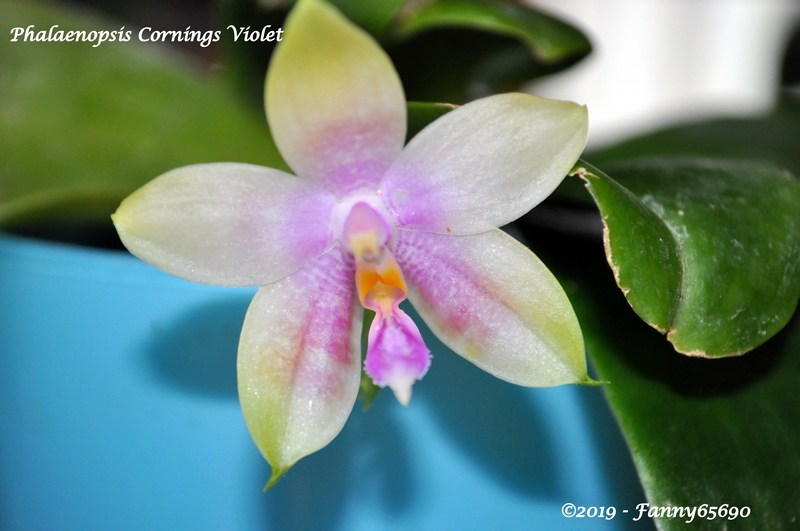 Phalaenopsis Cornings Violet Dsc_0071