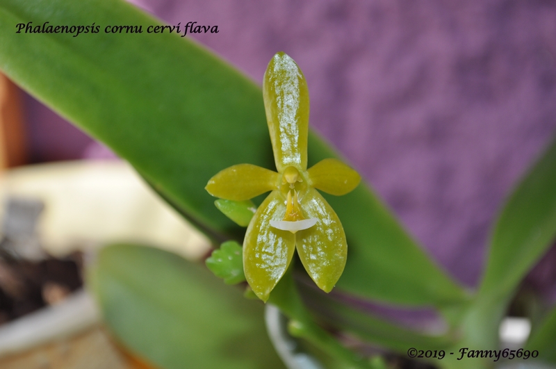 Phalaenopsis cornu cervi flava Dsc_0072
