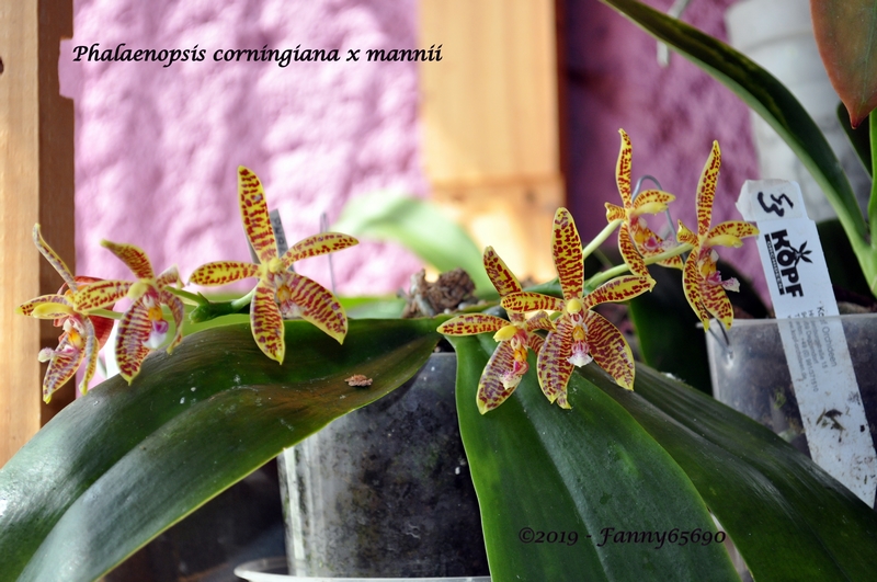 Phalaenopsis corningiana x mannii Dsc_0074