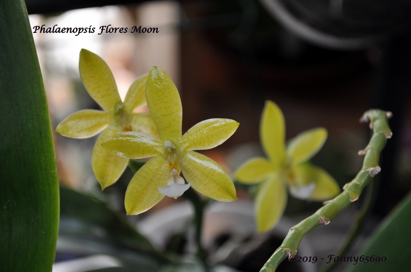 Phalaenopsis Flores Moon Dsc_0075