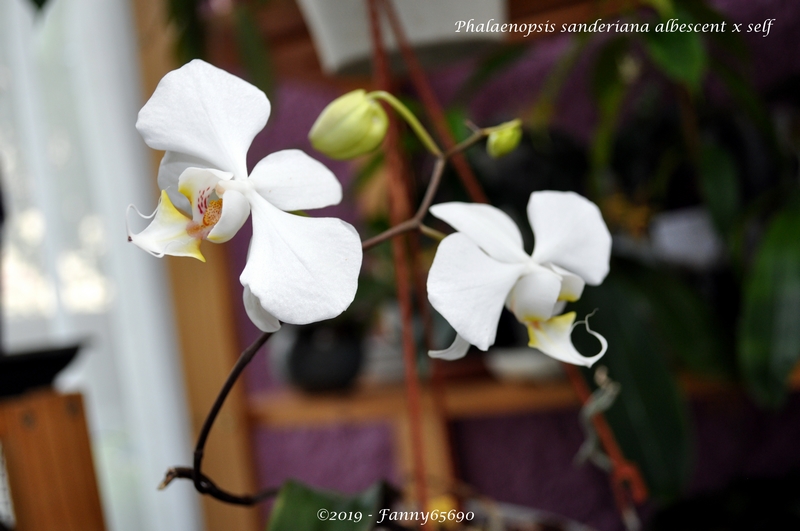 Phalaenopsis sanderiana albescent x self Dsc_0098