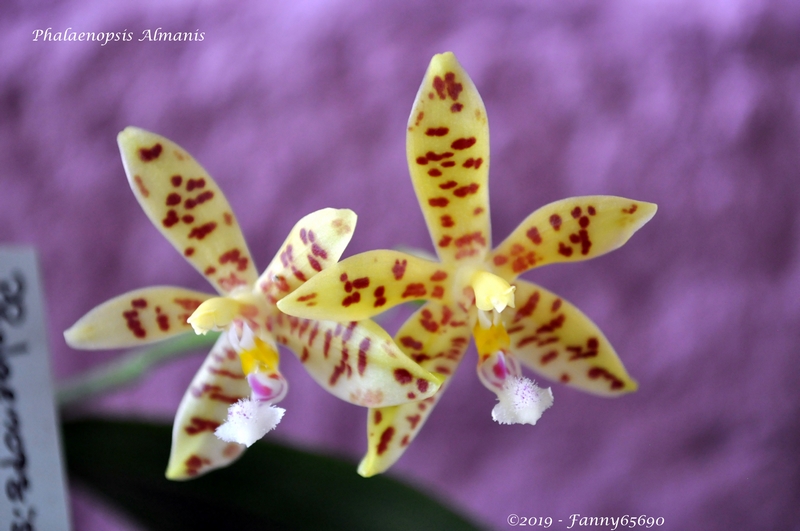 Phalaenopsis Almanis Dsc_0099