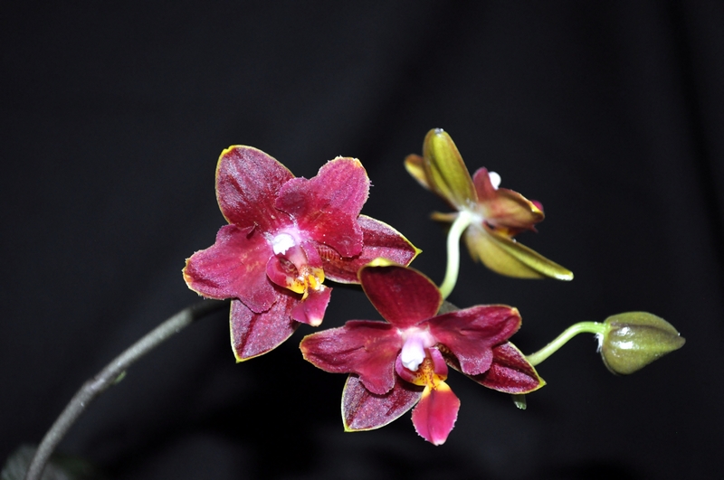 Phalaenopsis hybrides Dsc_0106