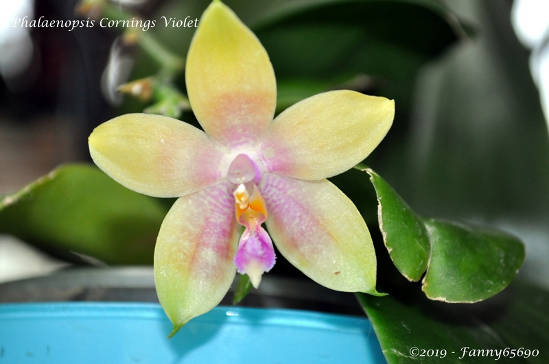 Phalaenopsis Cornings Violet Dsc_0110