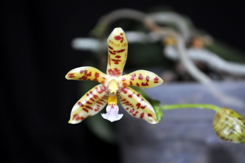 Phalaenopsis  Almanis Dsc_0134