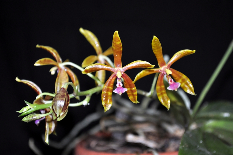 Phalaenopsis mannii x bastiani Dsc_0138
