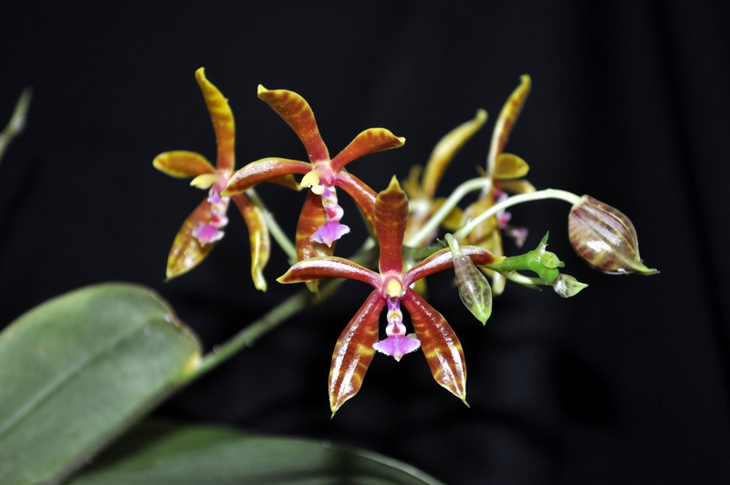 Phalaenopsis mannii x bastiani Dsc_0139