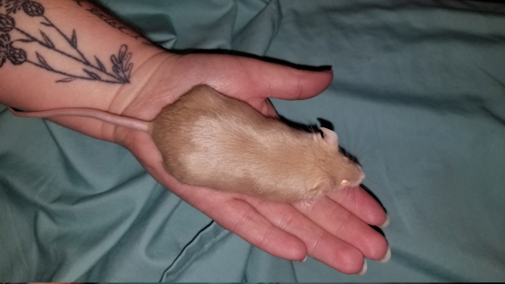 Is my mouse too fat? 20190811