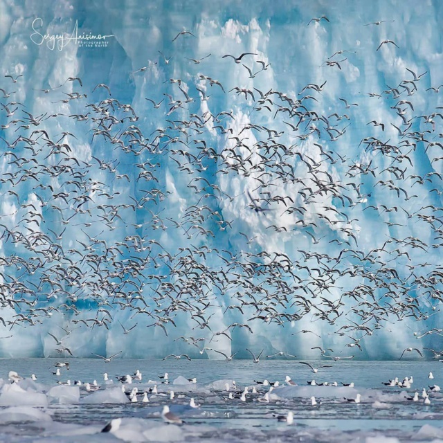 Сергей Анисимов фотографирует Арктику и Север Phot3424