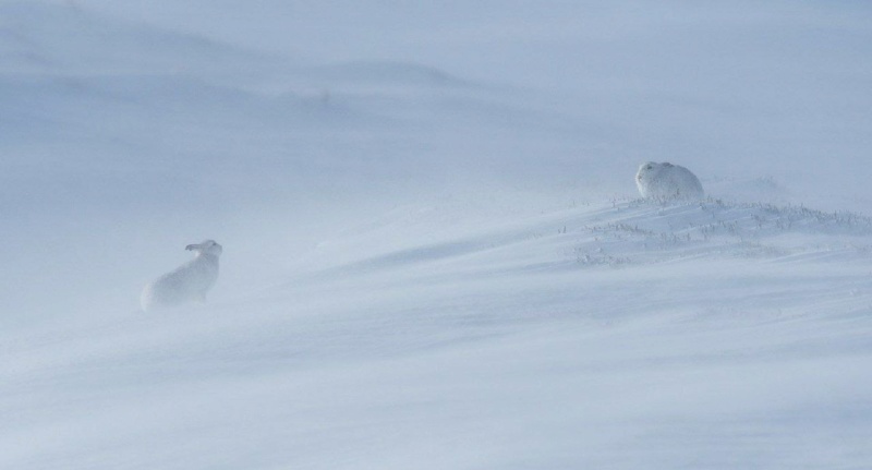 Объявлены победители конкурса British Wildlife Photography Awards Phot4601