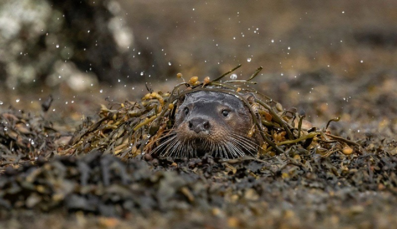 Объявлены победители конкурса British Wildlife Photography Awards Phot4604