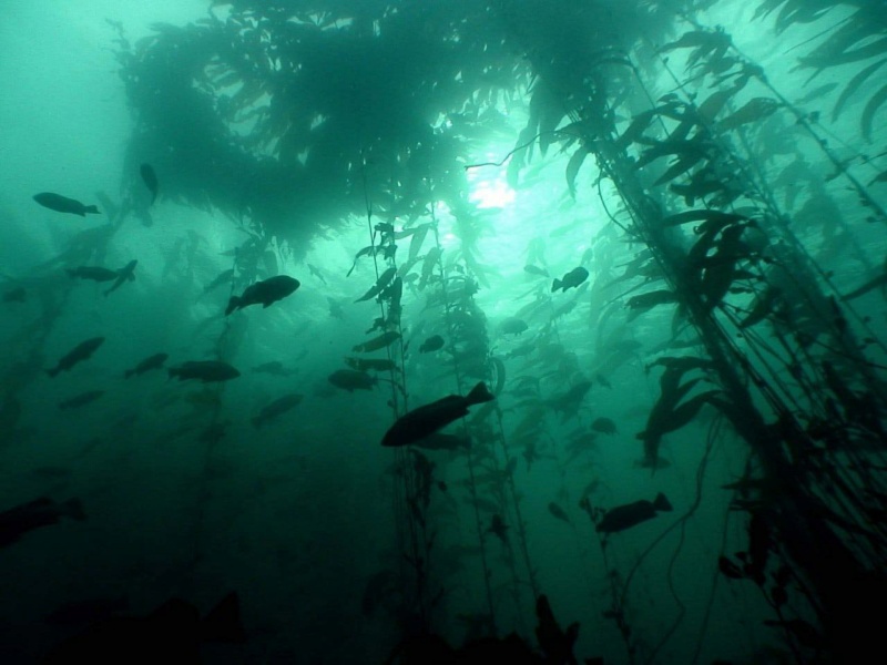 Мир подводных лесов из водорослей Phot5908