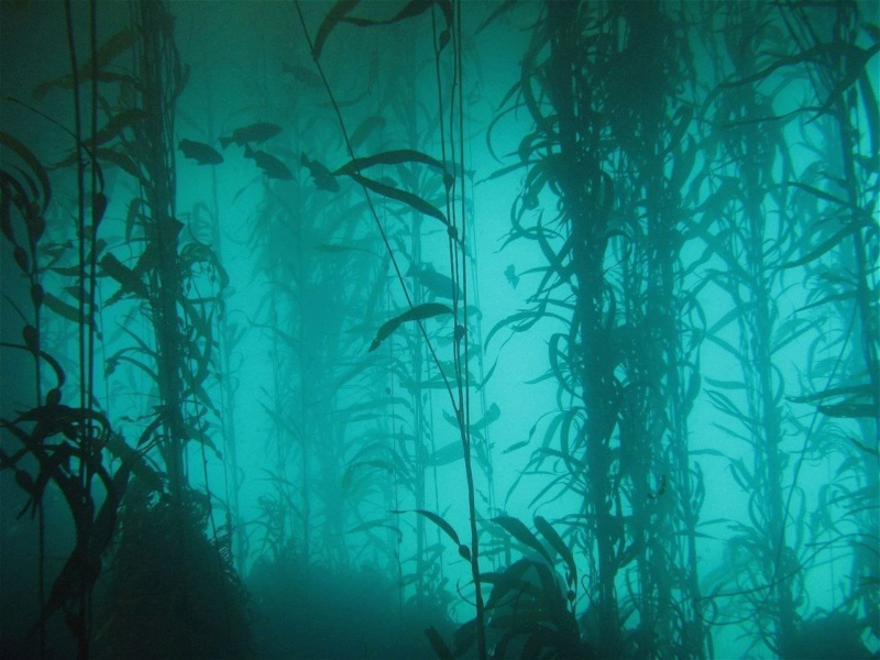 Мир подводных лесов из водорослей Phot5909
