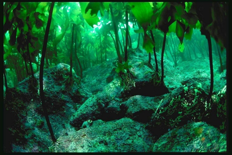 Мир подводных лесов из водорослей Phot5912