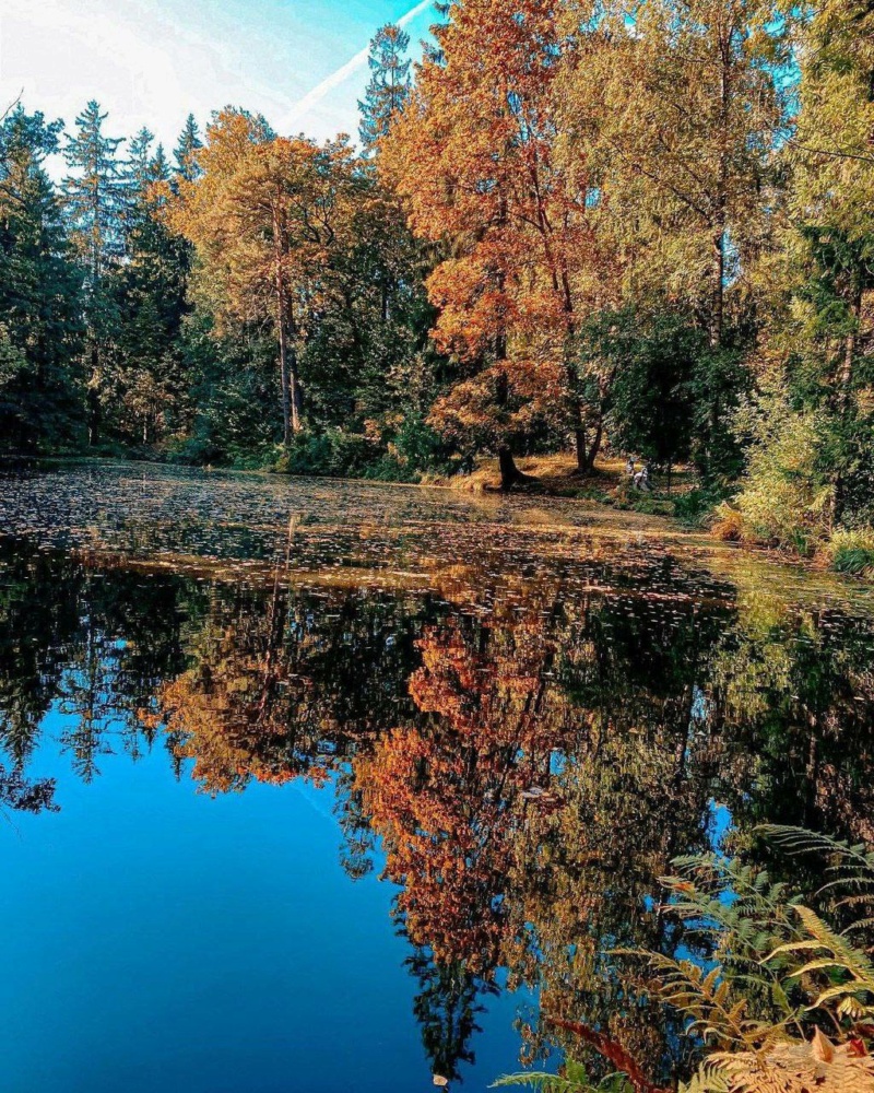 Невероятно красивый осенью таинственный Шуваловский парк    Phot7196