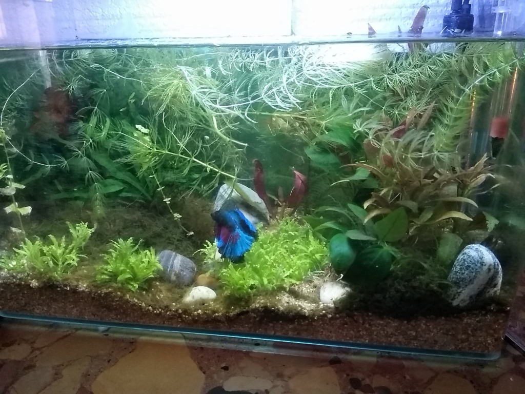 Mon Aquarium nano 20L lowtech SANS FILTRE 